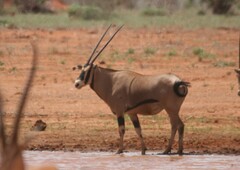 Oryx beisa callotis