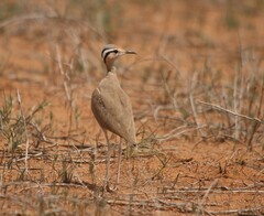 Cursorius somalensis