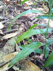 Flagellaria indica
