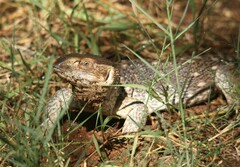 Varanus albigularis microstictus