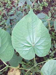 Piper umbellatum