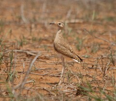 Cursorius somalensis