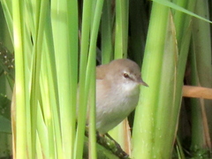 Acrocephalus gracilirostris gracilirostris