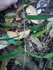 Flagellaria indica