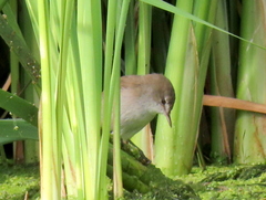 Acrocephalus gracilirostris gracilirostris