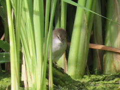 Acrocephalus gracilirostris gracilirostris