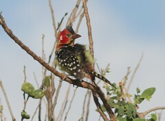 Trachyphonus erythrocephalus