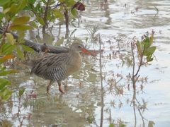 Rallus longirostris
