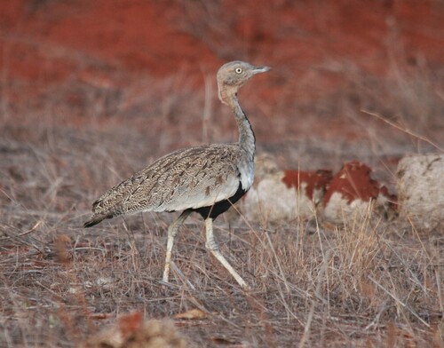 Buff Native Buff-crested Bustard | Native Nature