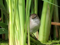 Acrocephalus gracilirostris gracilirostris