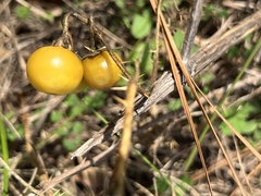 Solanum carolinense