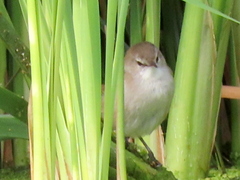 Acrocephalus gracilirostris gracilirostris