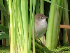 Acrocephalus gracilirostris gracilirostris