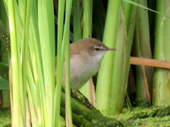 Acrocephalus gracilirostris gracilirostris