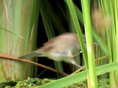 Acrocephalus gracilirostris gracilirostris