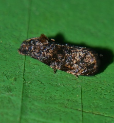Sycacantha exedra