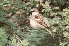 Passer domesticus hufufae