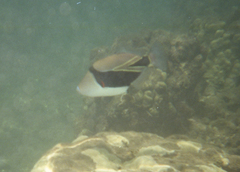 Rhinecanthus rectangulus