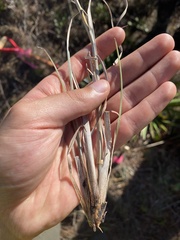 Andropogon capillipes