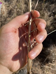 Andropogon capillipes