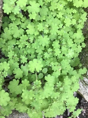 Chrysosplenium griffithii