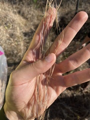 Andropogon capillipes