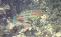 Thalassoma trilobatum