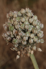 Allium polyanthum