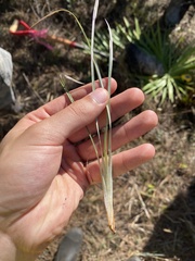 Andropogon capillipes