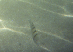 Abudefduf abdominalis