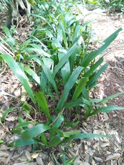 Hypoxidia rhizophylla