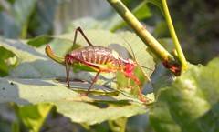 Barbitistes constrictus