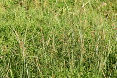 Cyperus longus
