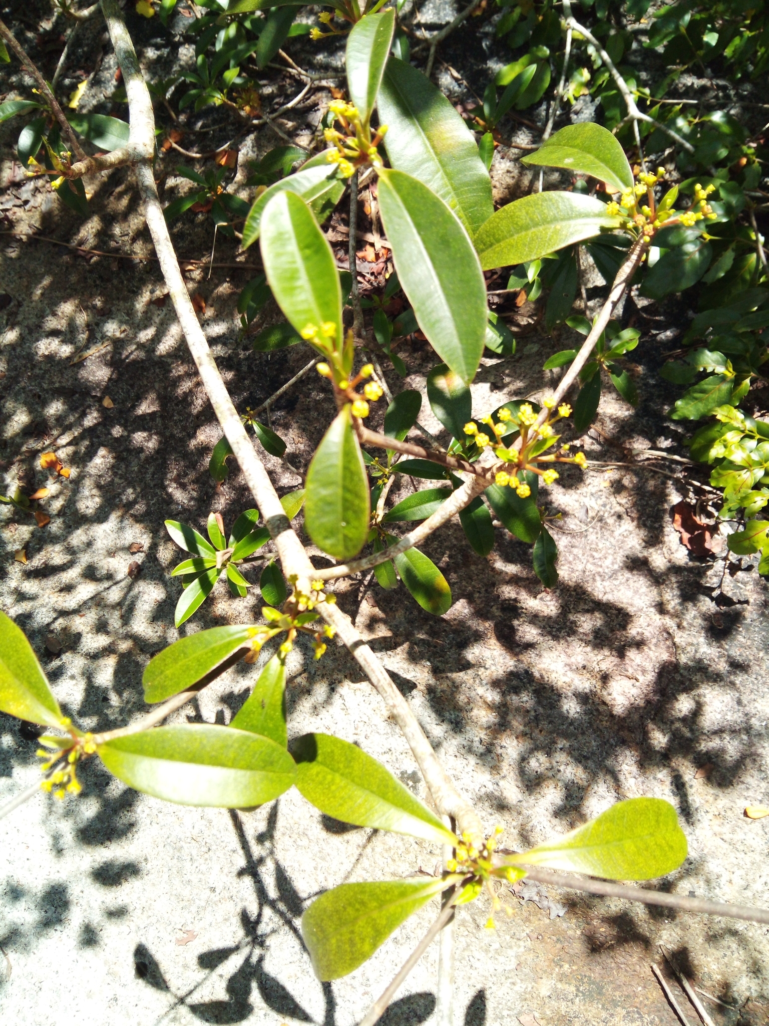 Euphorbia pyrifolia