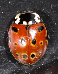 Anatis ocellata
