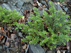 Veronica vernicosa