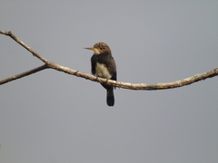 Brachygalba lugubris