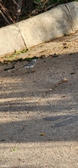 Motacilla alba alba