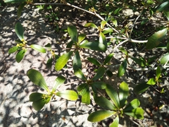 Euphorbia pyrifolia image