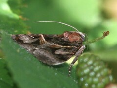 Drasteria grandirena