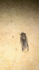 Noctuoidea