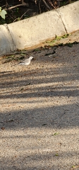 Motacilla alba alba