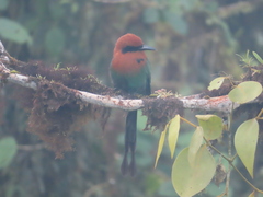 Electron platyrhynchum