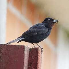 Knipolegus nigerrimus