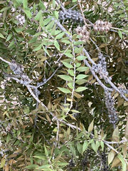 Melaleuca leucadendra