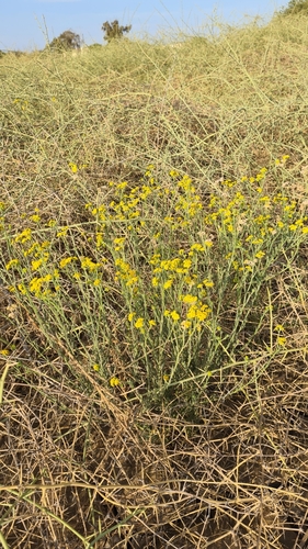 Nidorella resedifolia image