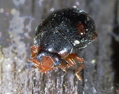 Scymnus frontalis