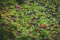 Leptodactylus savagei