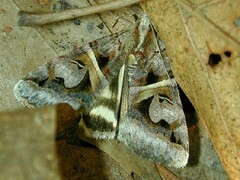 Drasteria grandirena