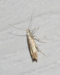 Coleophora